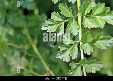 graine de pissenlit unique capturée sur une feuille verte isolée sur un fond vert foncé naturel Banque D'Images