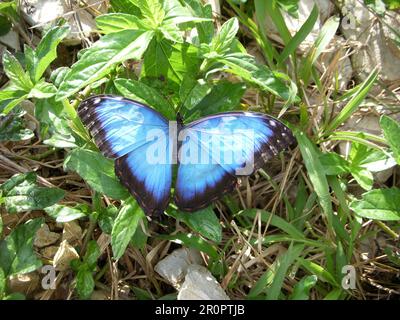 Un seul papillon de morpho bleu mâle (Morpho peleides) reposant sur une fleur sauvage Banque D'Images