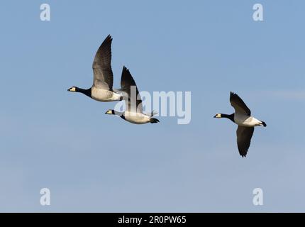 Wangerooge, Allemagne. 11th avril 2023. 11.04.2023, Wangerooge. Bernaches de Barnacle (Branta leucopsis), volant dans le ciel au-dessus de l'île frisonne orientale de Wangerooge. Crédit: Wolfram Steinberg/dpa crédit: Wolfram Steinberg/dpa/Alay Live News Banque D'Images