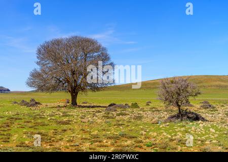 Vue sur un arbre isolé, dans les montagnes du Moyen Atlas, au Maroc Banque D'Images