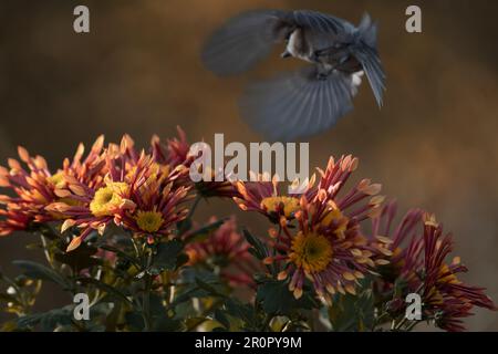 Un petit oiseau capturé en vol au-dessus d'un champ de fleurs sauvages vibrantes contre un paysage naturel flou Banque D'Images