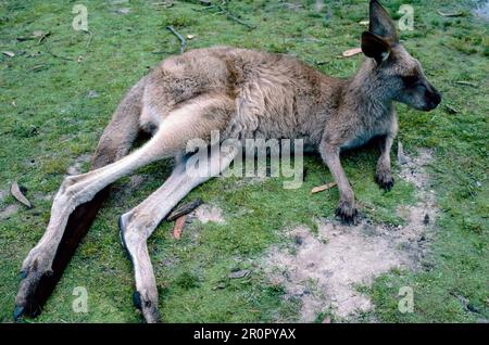 Un kangourou reposant, Nouvelle-Galles du Sud, Australie Banque D'Images