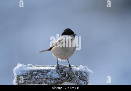 Petit oiseau perché sur la neige fraîchement tombée en hiver, ses ailes s'étendent et sa tête se tourne vers le côté Banque D'Images