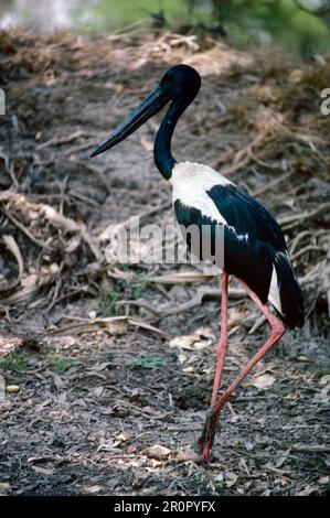 A Jabiru, ou Black Neck Stork, parc national de Kakadu, territoire du Nord, Australie Banque D'Images