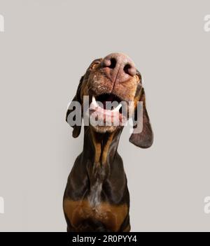 Portrait gros plan heureux Vizsla chiot chien souriant. Isolé sur fond gris blanc Banque D'Images