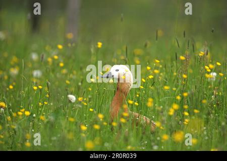 Ruddy Shelduck (Tadorna ferruginea) femelle dans la prairie, Allgaeu, Bavière, Allemagne Banque D'Images