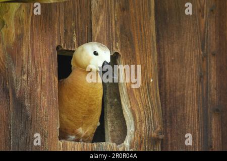 Ruddy Shelduck (Tadorna ferruginea) Femme regardant hors de la boîte de couvain, boîte de nid dans une grange de campagne, Allgaeu, Bavière, Allemagne Banque D'Images