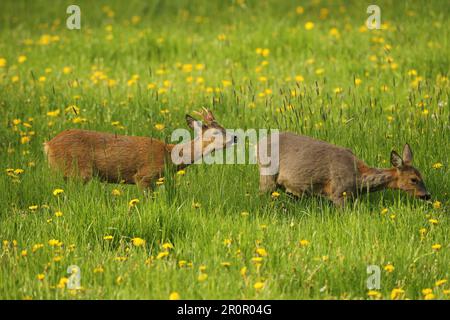 Cerf de Virginie (Capreolus capreolus) jeune buck rouge et mère grise enceinte dans un pré, Allgaeu, Bavière, Allemagne Banque D'Images