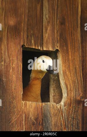 Ruddy Shelduck (Tadorna ferruginea) Femme regardant hors de la boîte de couvain, boîte de nid dans une grange de campagne, Allgaeu, Bavière, Allemagne Banque D'Images