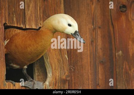 Ruddy Shelduck (Tadorna ferruginea) femelle au trou de nidification, boîte de nidification dans une grange de campagne, Allgaeu, Bavière, Allemagne Banque D'Images