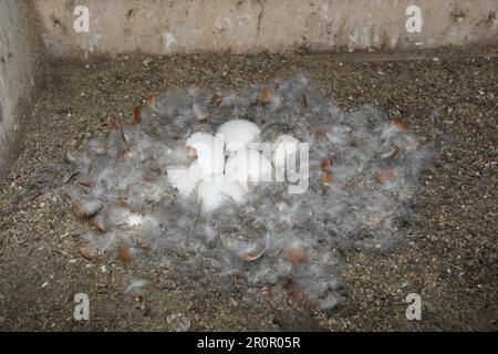 Ruddy Shelduck (Tadorna ferruginea) Nest et oeufs dans la cavité de la couvée, partiellement couvert de duvet, Allgaeu, Bavière, Allemagne Banque D'Images