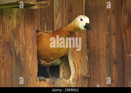 Ruddy Shelduck (Tadorna ferruginea) fixation femelle à la boîte de couvain, boîte de nid dans une grange de campagne, Allgaeu, Bavière, Allemagne Banque D'Images