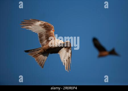 Cerf-volant rouge (Milvus milvus), blanc ou blanc, oiseau adulte en vol, pays de Galles, Royaume-Uni Banque D'Images