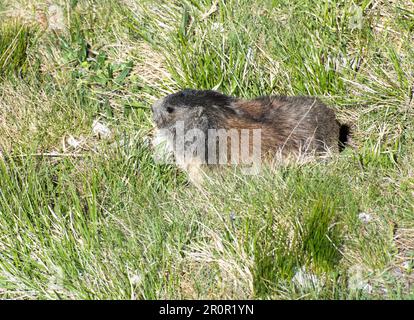 Gros plan d'une marmotte dans l'herbe, Heiligenblut, Kaernten, Oesterreich Banque D'Images