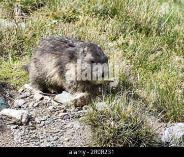 Gros plan d'une marmotte dans l'herbe, Heiligenblut, Kaernten, Oesterreich Banque D'Images