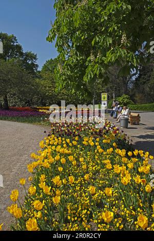 Fleur de tulipe, printemps, Luisenpark, Mannheim, Bade-Wurtemberg, Allemagne Banque D'Images