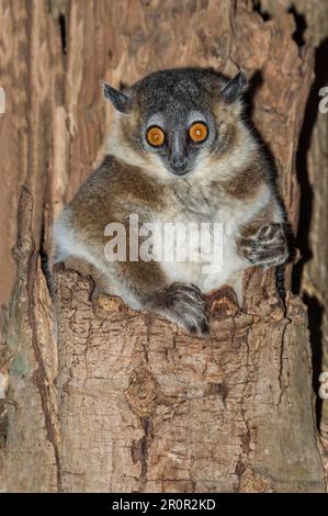 Lémure sportive à pieds blancs (Lepilemur leucopus) dans une cavité arborescente, réserve naturelle de Berenty, fort Dauphin, province de Toliara, Madagascar Banque D'Images