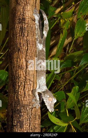 Gecko naine foliaire (Uroplatus fimbriatus), Madagascar Banque D'Images