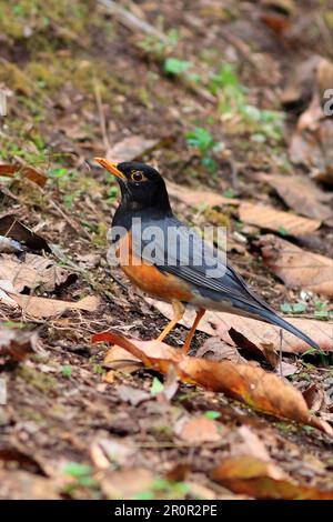 Grive à dos noir (Turdus dissimilis) adulte mâle, debout au sol, Tengchong, Yunnan, Chine Banque D'Images