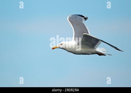 Mouette Caspienne, mouettes caspiennes (Larus cachinnans), mouette à tête blanche, mouette argentée méditerranéenne, mouettes, animaux, Oiseaux, Mouette Caspienne adulte, été Banque D'Images