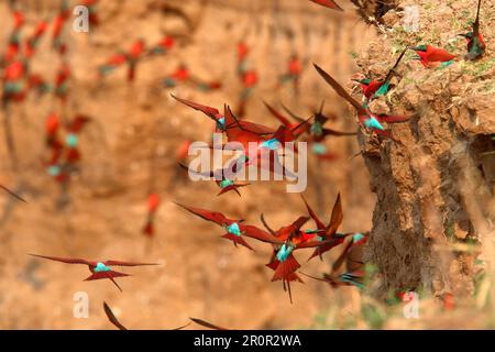 Troupeau d'apiculteurs du sud de la carmine (Merops nubicoides), fuyant sur le banc de sable de la colonie reproductrice, au sud de Luangwa N. P. Zambie Banque D'Images