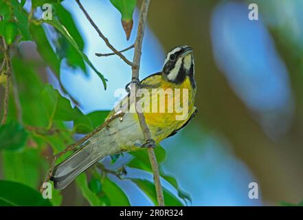 Jamaica Tanager à tête rayée, Jamaica Tanager à tête rayée, tangers, oiseaux chanteurs, animaux, Oiseaux, Tanager jamaïcain à tête rayée (Spindalis Banque D'Images