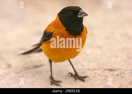Sierra-finch à capuchon noir (Phrygilus atriceps) adulte mâle, debout au sol, Parinacota, nord du Chili Banque D'Images