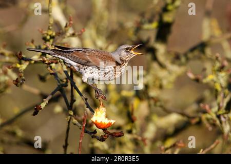Fieldfare adulte, nourrissant la pomme dans l'arbre, Norfolk, Angleterre, décembre, oiseaux chanteurs, Animaux, oiseaux, champs (Turdus pilaris) Banque D'Images