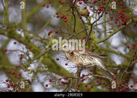 F) Fieldfare (Turdus, adultes se nourrissent de baies d'aubépine, avec berry en bec, Norfolk, Angleterre, hiver Banque D'Images