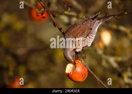 Fieldfare adulte, nourrissant la pomme dans l'arbre, Norfolk, Angleterre, décembre, oiseaux chanteurs, Animaux, oiseaux, champs (Turdus pilaris) Banque D'Images