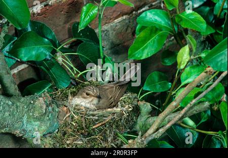 Moucherolle tacheté (Muscicapa striata), oiseaux chanteurs, animaux, oiseaux, Moucherolle tacheté adulte couvant sur le nid Banque D'Images