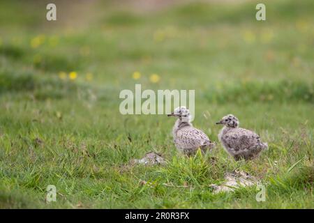 Mouette commune (Larus canus) deux poussins, debout dans l'herbe, Mainland, Orkney, Écosse, Royaume-Uni Banque D'Images