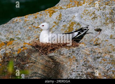 Guette commune (Larus canus), adulte assis sur un nid, Hardangerfjord, Norvège Banque D'Images