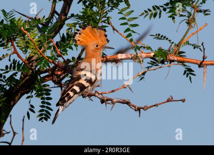 Hoopoe (Upupa epops epops) adulte, crête élevée, drapée dans un arbre, lac Balchash, Kazakhstan Banque D'Images