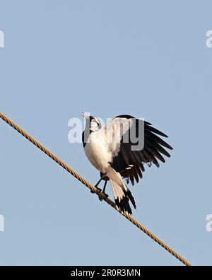 Magpie-larche australienne (Grallina cyanoleuca), homme adulte, appelant et exposant, perché sur une ligne électrique aérienne, Queensland, Australie Banque D'Images