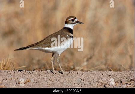 Pluvier à queue en coin, cerf de virginie (Charadrius vociferus), animaux, oiseaux, échassiers, Killdeer adulte, New utricularia ochroleuca (U.) (U.) S. A. Banque D'Images