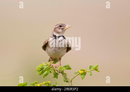 Calandra Lark (Melanocorypha calandra) adulte, perchée sur la tige, Bulgarie Banque D'Images