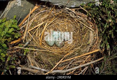 Ouzels à anneaux (Turdus torquatus), oiseaux chanteurs, animaux, oiseaux, Ouzel à anneaux quatre œufs en nid Banque D'Images
