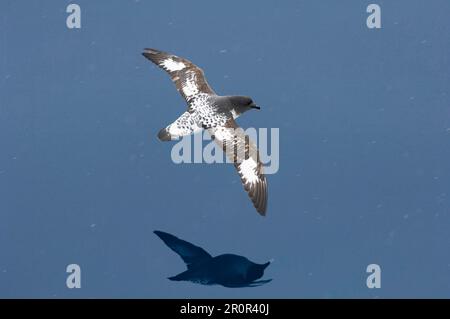 Daption capensis, pétrel du cap, pétrels du cap (Daption capense), à nez en tube, animaux, oiseaux, pétrel du cap adulte, En vol sur mer, Antarctique Banque D'Images