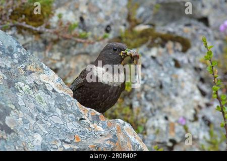 Anneau d'ouzel (Turdus torquatus), femelle adulte, collecte de nourriture, chenille, escargots et ver de terre, Jotunheimen, Norvège Banque D'Images