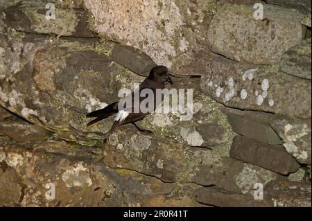 Pétrel de tempête européen (Hydrobates pelagicus) adulte, sur le mur du broch de l'âge du fer, réserve de Mousa RSPB, Mousa, îles Shetland Banque D'Images