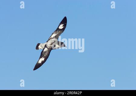 Daption capensis, pétrel du cap, pétrels du cap (Daption capense), à nez en tube, animaux, oiseaux, pétrel du cap adulte, En vol, Océan Antarctique, Antarctique Banque D'Images