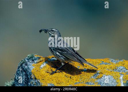 Water pipit (Anthus spinoletta) gros plan, debout sur la roche avec de la nourriture dans le bec Banque D'Images