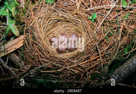 pipit d'arbre (Anthus trivialis), oiseaux chanteurs, animaux, oiseaux, nid de Pipit d'arbre et œufs Banque D'Images