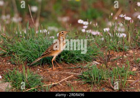 Richard's Pipit (Anthus richardi) adulte, debout dans un champ herbacé humide, Beidaihe, Hebei, Chine Banque D'Images