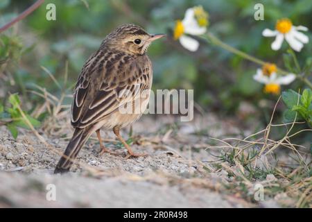 Richard's Pipit (Anthus richardi) adulte, debout parmi les mauvaises herbes, Hong Kong, Chine Banque D'Images