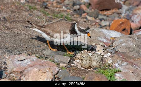 Pluvier annelé (Charadrius hiaticula) adulte, approchant les oeufs dans le nid, Angleterre, Royaume-Uni Banque D'Images