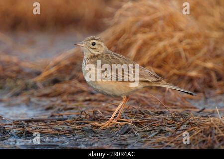 Richard's richard pipit (Anthus richardi) adulte, debout dans un fossé, Hong Kong, Chine, hiver Banque D'Images