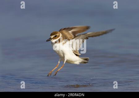 Wilson's Plover (Charadrius wilsonia) adulte, en vol, décollage de l'eau, fort de Soto, Floride (U.) S. A. Banque D'Images