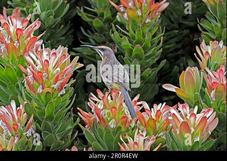 Cape sugarbird (Promerops cafetière), femelle adulte, se nourrissant du nectar de fleurs de Protea, Cape de bonne espérance, Afrique du Sud Banque D'Images